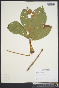 Aesculus glabra image