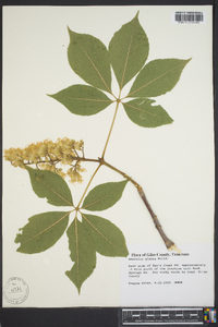 Aesculus glabra image