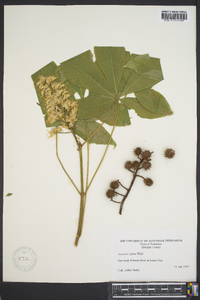 Aesculus glabra image