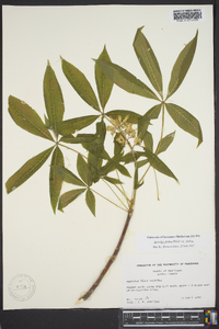 Aesculus glabra image