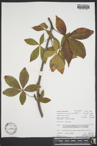 Aesculus glabra image