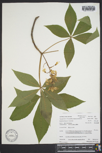 Aesculus glabra image