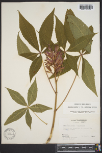 Aesculus sylvatica image