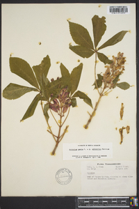 Aesculus sylvatica image