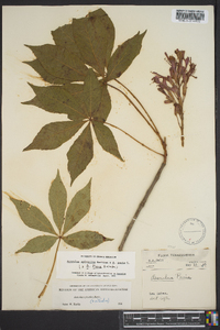 Aesculus sylvatica image