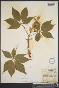 Aesculus glabra image