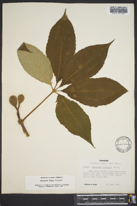 Aesculus flava image