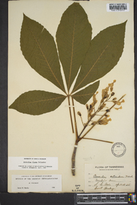 Aesculus flava image