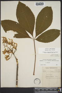 Aesculus flava image