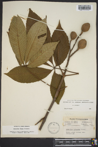 Aesculus flava image