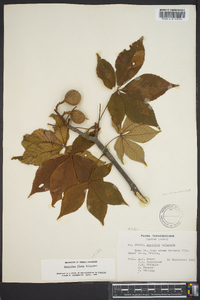 Aesculus flava image