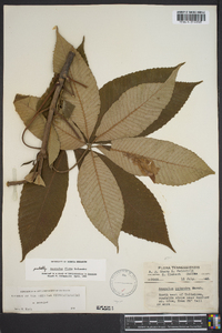 Aesculus flava image