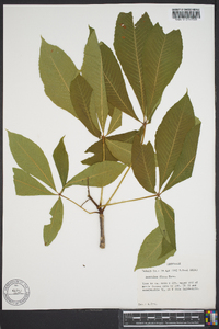 Aesculus flava image