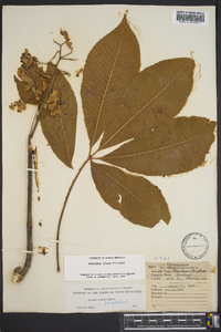 Aesculus flava image