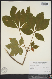 Aesculus flava image