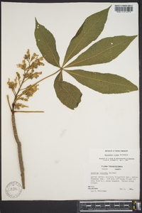 Aesculus flava image