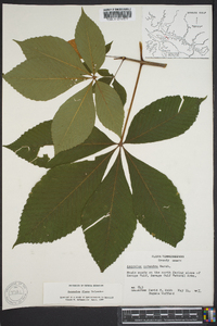 Aesculus flava image