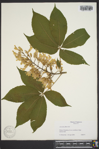 Aesculus flava image