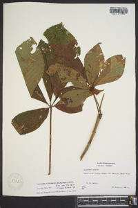 Aesculus flava image