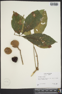 Aesculus flava image