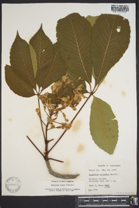 Aesculus flava image