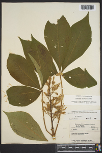 Aesculus flava image