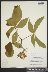 Aesculus flava image