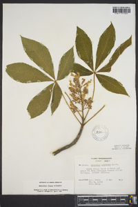 Aesculus flava image