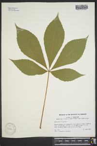 Aesculus flava image