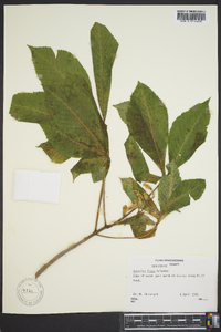 Aesculus flava image