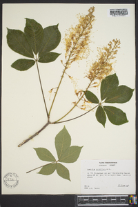 Aesculus parviflora image