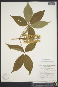 Aesculus glabra image