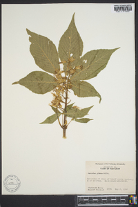 Aesculus glabra image