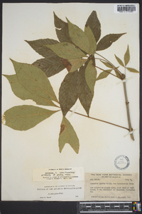 Aesculus glabra image