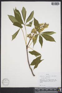 Aesculus glabra image