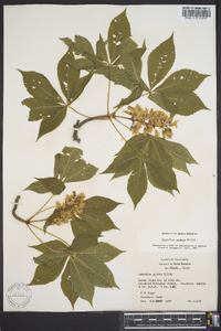 Aesculus glabra image