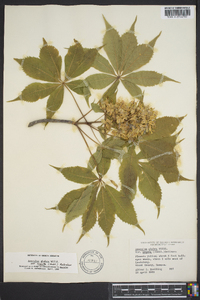 Aesculus glabra var. arguta image