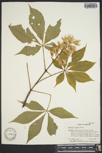 Aesculus glabra image