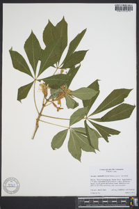 Aesculus x mutabilis image