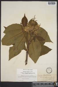 Aesculus flava image