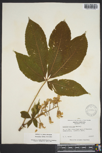 Aesculus flava image