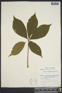 Aesculus flava image