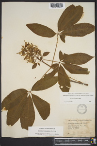 Aesculus sylvatica image