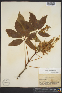 Aesculus sylvatica image