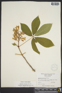 Aesculus sylvatica image