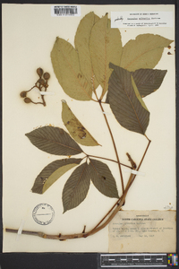 Aesculus sylvatica image