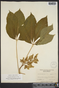 Aesculus sylvatica image