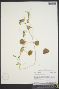 Cardiospermum halicacabum image