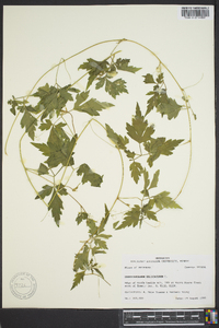 Cardiospermum halicacabum image
