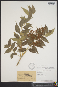 Sapindus saponaria image